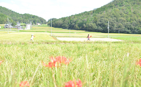 兵庫県三田市波豆川産コシヒカリ（さとのたから）　【限定３ヶ月】１０kg