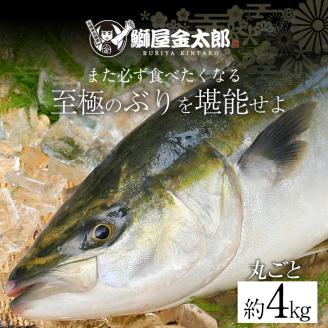 宮崎産 新海屋 鰤屋金太郎 金太郎ぶり 丸ごと 1尾 約4kg以上 N018-ZC214