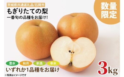 
                  【8月中旬より発送】【数量限定】もぎりたての梨！3kg！一番旬の品種をお届け！（幸水・豊水・秋月・新高いずれか1品種）【茨城県共通返礼品/石岡市】【果物 くだもの フルーツ ナシ なし もぎたて 新鮮 旬 お取り寄せ 期間限定 茨城県 水戸市 】（KR-3）
                