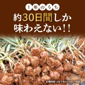 【 2026年先行予約 】農家厳選！南国の赤土で育んだ 沖永良部島産 生にんにく 2L玉 2kg【 3月下旬～4月下旬 】 W041-002u にんにく ニンニク 生ニンニク 野菜 期間限定 限定 先
