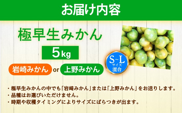極早生 みかん 5kg