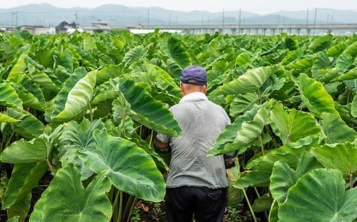 地域の特産野菜として地元では古くから栽培されてきた「二子さといも」です