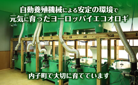 活きヨーロッパイエコオロギSサイズ500匹 BKBN004 コオロギ