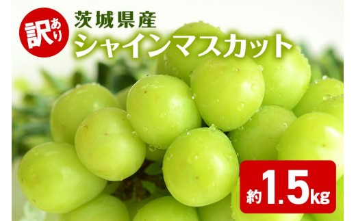 訳あり シャインマスカット （約 1.5kg） フルーツ 果物 茨城県 石岡市 A03-005