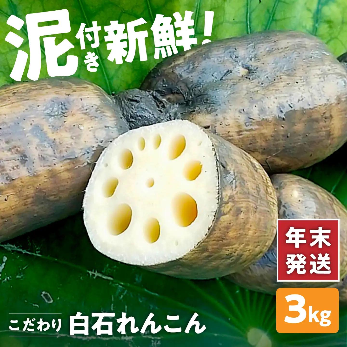 年末発送 泥付きれんこん3kg / れんこん 先行予約  [IAW003]