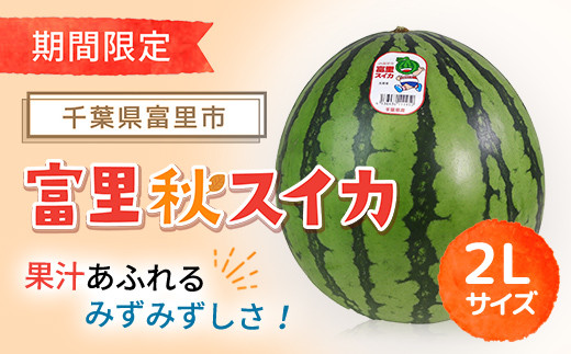 【期間限定】富里秋スイカ ２L １玉  / すいか スイカ 西瓜 千葉県 富里市 果物 フルーツ 採れたて とれたて 産地直送 農家直送 千葉県産 ちば 千葉すいか 千葉スイカ 富里 富里すいか 富里スイカ 甘い あまい 美味しい おいしい 大玉 大玉すいか 大玉スイカ TMF012