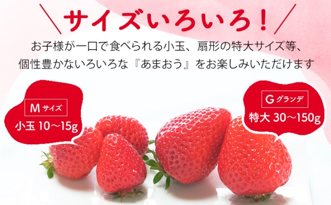 訳あり いちご 2027年2月下旬より発送 あまおう サイズ色々 8