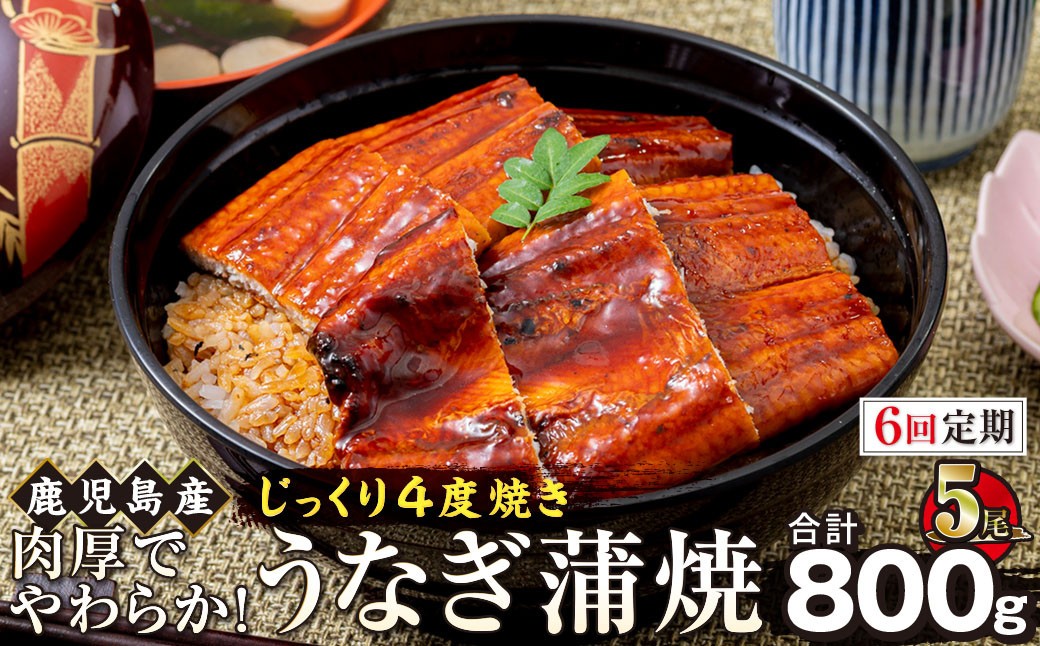 
                  【6回定期】うなぎ 蒲焼 160g×5尾【鹿児島産】地下水で育てた絶品鰻
                
