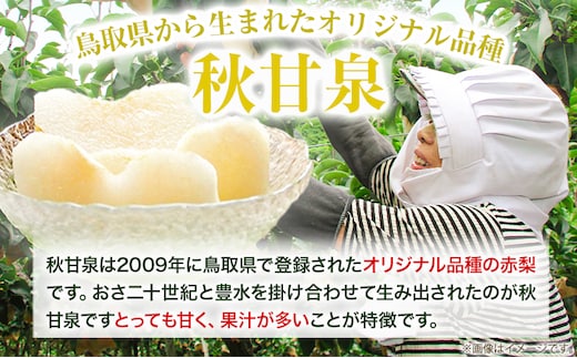 【先行予約】プレミアム 秋甘泉 約3kg (4~10玉) 高間商店《2025年8月下旬から10月上旬頃出荷》鳥取県 八頭町 梨 なし ナシ 果物 フルーツ プレミアム 果汁 ふるさと納税 秋甘泉梨 果
