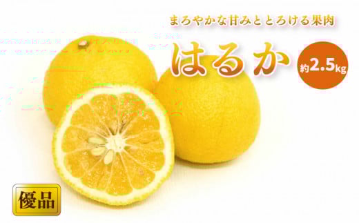 【先行予約】【2026年2月中旬から発送予定】はるか＜優品＞ 約2.5kg