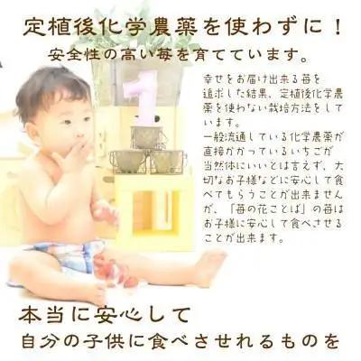【先行予約】越後姫 いちご 雪国完熟 約170g×2P 越後姫 フルーツ