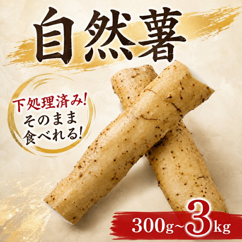 【ふるさと納税】 【7日以内発送】 天然 100％ 自然薯 300 g ~ 3000g 選べる 容量 晩御飯 お弁当 昼 夜 朝 ランチ おいしい 牛丼 じねんじょ 滋養強壮 お取り寄せ ギフト グルメ 贈答 イチオシ おすすめ 高級 送料無料 腸活 アスリート飯 夕飯 静岡県 牧之原市 尾白弁当