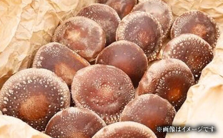 【訳あり】原木 生しいたけ 約1kg しいたけ [BNAU005]