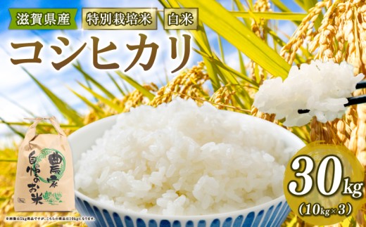 【 新米予約 】新米 令和8年産 コシヒカリ 30kg 白米 特別栽培米 米 R8 年産 こしひかり 2026年産 国産 農家直送 環境こだわり お試し用 単品 小分け 単品 お米 こめ おこめ ライス コメ 精米 おいしい 農家直送 産地直送 人気 おすすめ 30キロ ３０ｋｇ kome okome koshihikari 2026年産 送料無料 滋賀県 竜王町 [IF107_R8]