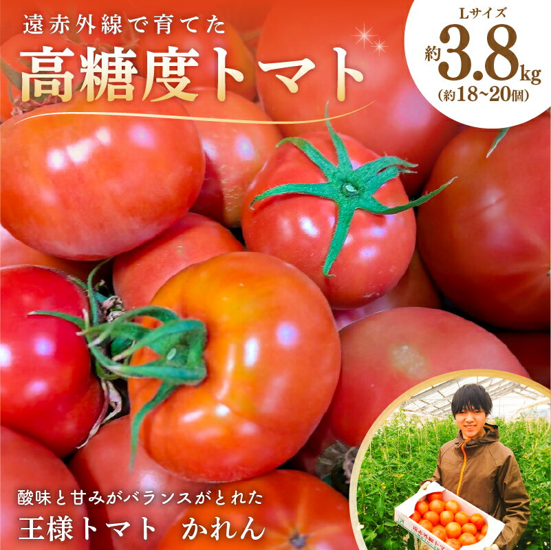 【ふるさと納税】 遠赤外線で育てた高糖度トマトLサイズ 約3.8kg 1箱（約18～20個入） 千葉県 南房総市 野菜 トマト 王様トマト スターマーク 甘め スープ 常温 サラダ お取り寄せ グルメ リコピン ベジタブル 食品 送料無料