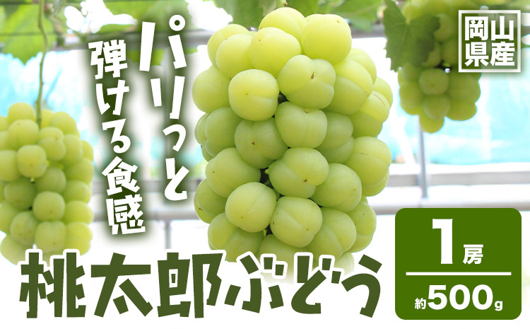 
            【2025年先行予約】岡山県産 桃太郎ぶどう1房 約500g《2025年9月上旬‐10月中旬頃出荷》晴れの国 おかやま館(フルーツランド岡山) 岡山県 浅口市 フルーツ 果物 青果 旬 葡萄 ぶどう【配送不可地域あり】
          