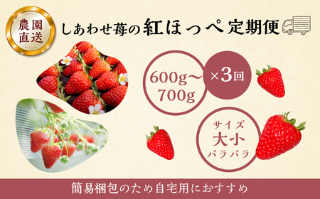 【定期便3回】自宅用 いちご 紅ほっぺ 600-700g ×3回 [しあわせ苺] サイズ バラバラ 訳あり 訳アリ 農園直送｜フルーツ スイーツ 苺 イチゴ 人気 簡易梱包 家庭用 産地直送 いちご 