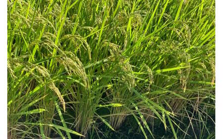 米 梨北米 農林48号 5kg [梨北農業協同組合 山梨県 韮崎市 20741961]お米 おこめ こめ コメ 精米 ご飯 ごはん 白米 国産 JA梨北