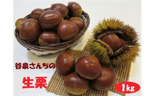 谷泉さんちの生栗1kg 《10月上旬-10月末頃出荷予定》---sanagouchi_tik_1_1kg---