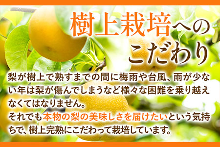 梨 完熟梨 ( あきづき 新高梨 新興梨 のいずれか) フルーツ 果物 旬 期間限定 梨 約4.5~5kg (8～18玉) 熊本県長洲町産 《9月上旬-12月中旬頃出荷》大渕観光梨園 