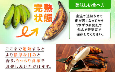 ムッチリ食感！沖縄県産アップルバナナ 1kg バナナ フルーツ 果物 無農薬 banana 沖縄市 / タカエス フルーツ＆ベジタブル[BCBH003]