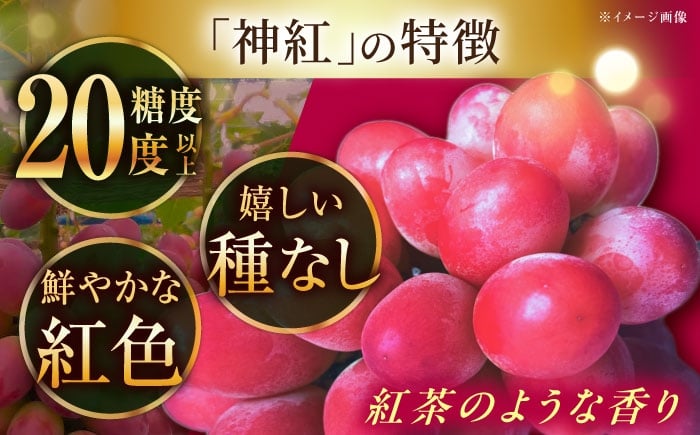 フルーツ 果物 ぶどう セット 食べ比べ 家庭用 訳あり