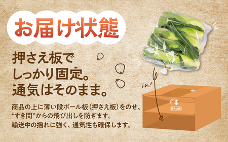 ≪先行予約≫ 令和8年産（2026年収穫）黄色とうもろこし 14本 直売所で大人気！ 愛知県 豊橋市 夏野菜 野菜 ミネラルたっぷり 海風そだち 潮風 BBQ 家族で 大容量 豊橋 ともちゃんのやさい