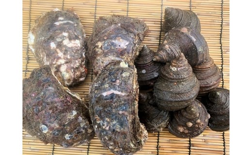 ★期間限定★周防大島バーベキューセット！天然殻付き岩ガキ6個+べっぴんさざえ1kg≪天然活≫【先行受付開始！2025年5月12日以降のお届け】