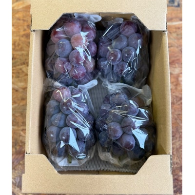 【2026年発送分】岡山県産 訳あり 朝摘みニューピオーネ 2kg(3〜5房)【配送不可地域：離島】【1700083】