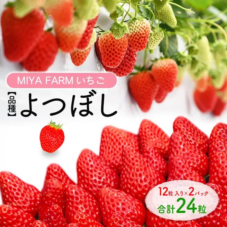 【先行予約】MIYA FARM いちご（品種：よつぼし）12粒入り×2パック 合計 24粒 ※北海道・沖縄・離島への配送不可 ※2027年1月中旬～5月下旬頃に順次発送予定