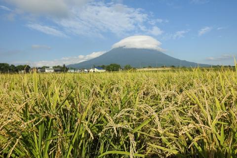 【6回定期便】鑑定米の発芽三昧（合鴨ゆめぴりか発芽玄米・ミスニセコ発芽大豆・黒千石発芽大豆2種のMIX）1.4kg（350g×4）(ガスバリア･脱酸素剤)水田環境鑑定米・米食味鑑定米【31133】