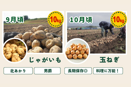 旬の野菜セット 5回 定期便  野菜 百合(大) 美瑛の四季【令和8年産予約受付】 