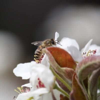 ふるさと納税 小川村 国産日本ミツバチ熟成はちみつ　百花蜂蜜210g*392 |  | 01