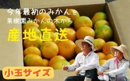  果樹園みかんの木の早熟早生みかん小玉サイズ　約５ｋｇ 温州みかん 早生温州みかん 国産みかん 小玉みかん 佐賀県 太良町 M104
