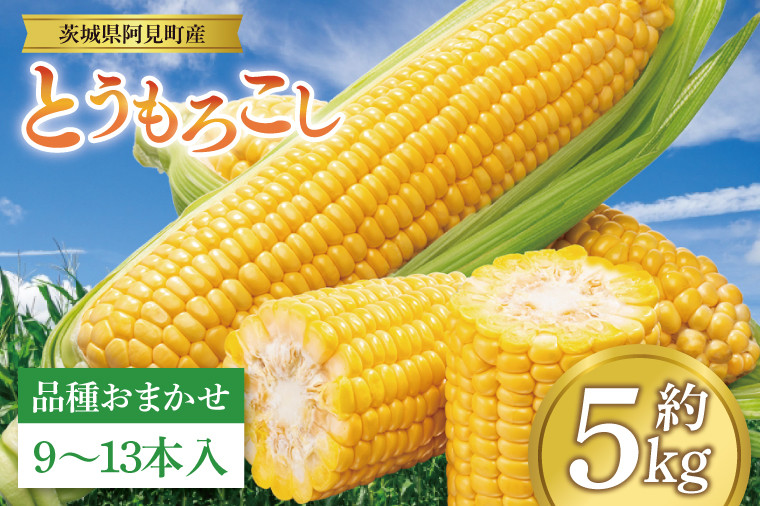 
            【先行予約 6月中旬から順次配送】とうもろこし　9本～13本入り（約5kg）【野菜 甘い トウモロコシ 玉蜀黍 茨城県 阿見町産】(76-06)
          