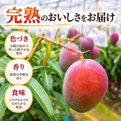 【2027年6月下旬から順次発送・贈答用】JAおきなわ厳選 完熟アップルマンゴー1.5kg【配送不可地域：離島】