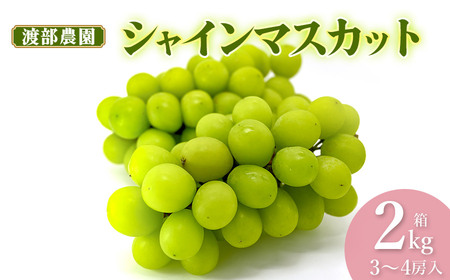 【令和8年産先行予約】 シャインマスカット 約2kg 箱 (3～4房)　山形県鶴岡市 渡部農園