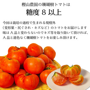 【2027年先行予約】 訳あり トマト 珊瑚樹 約1.5kg 2027年4月発送 トマト