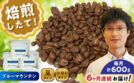【全6回定期便】ブルーマウンテンNo.1　コーヒー豆　200g×3個 (豆)  / コーヒー  ドリップ  豆 / Coffee SAKURA[BBAB080]