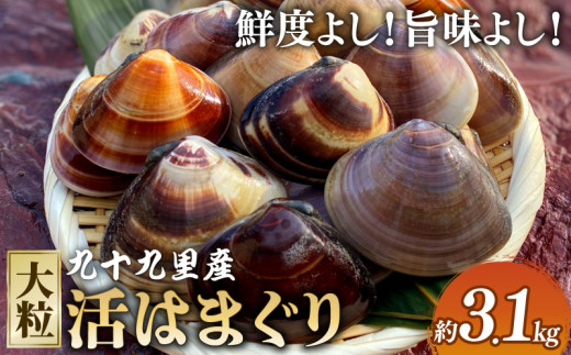大粒 活 はまぐり 3.1kg 【 某TV番組で全国1位！】 ふるさと納税 はまぐり 天然 酒蒸し お吸い物 お祝い 活はまぐり 飯岡ヤマイチ水産-大納屋-  送料無料 千葉県 旭市 iys008