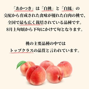 白桃 あかつき 3kg 9～12個 秀品 山形県 朝日町産 農家直送 山形産 もも モモ 桃 ピーチ 果物 先行予約 フルーツ 夏 【8月中旬発送】