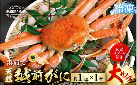 【先行予約】≪浜茹で≫ 地物！天然！越前がに 大サイズ（約1kg） × 1杯【冷凍】かにスプーン付き【2025年11月下旬以降順次発送予定】 はるか丸厳選！【冷凍 本場の味 ボイル 越前ガニ 蟹 茹で ずわいがに ズワイガニ 福井 日本海】 [m36-l003]