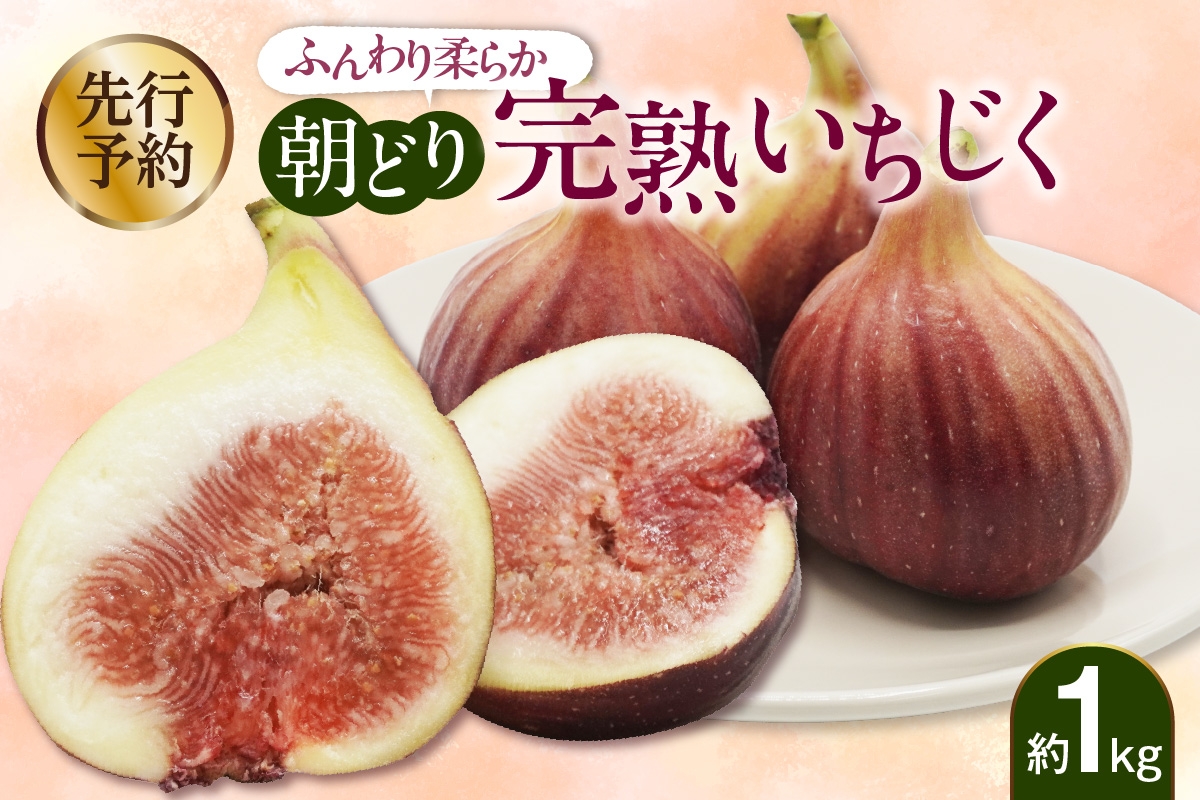 
                  【先行予約】ふんわり柔らか朝どり完熟いちじく｜無花果 イチジク 果物 くだもの フルーツ 果実 朝採り 完熟 新鮮 産地直送 農産物 愛知県 常滑市
                