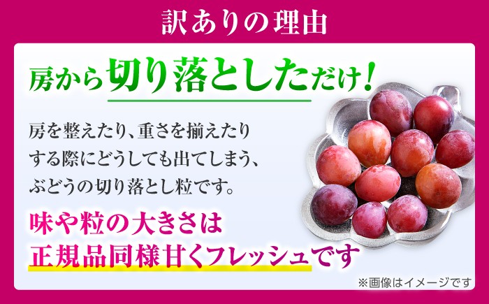 訳あり クイーンニーナ ぶどう 切り落とし 約1kg  ブドウ 葡萄 おすすめ 国産 熊本県 山鹿 果物 くだもの フルーツ