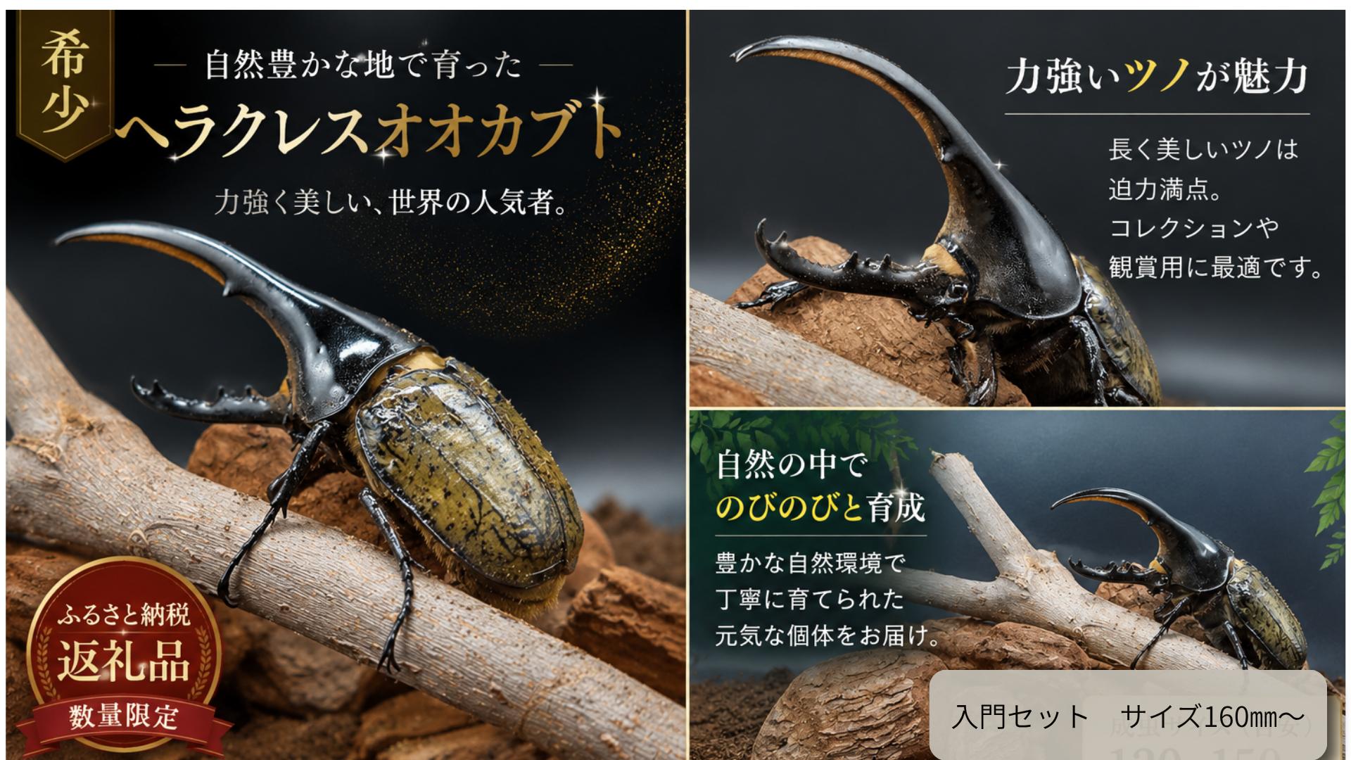 
                  【至高の宝虫】世界最大級ヘラクレスオオカブト 超特選プレミアム  160mm~
                