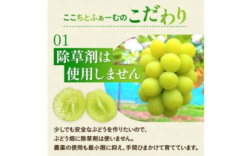 【2026年先行予約】 ここちとふぁーむ 【ご自宅用】 岡山県産 シャインマスカット お試し1房 500g以上 【koko014-01】
