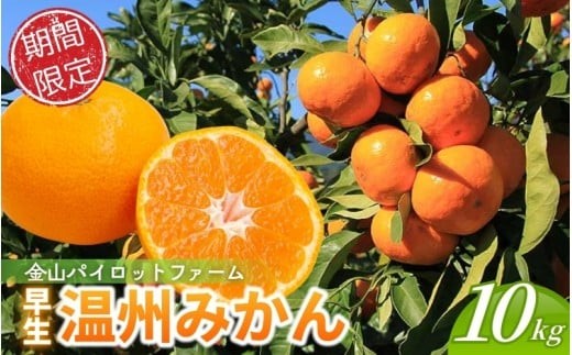 【テレビで紹介されました】 みかん 金山パイロットファーム 温州みかん 10㎏ (早生) みかん ミカン 温州みかん 早生みかん 早生温州 フルーツ 果物 くだもの 柑橘 産地直送 数量限定 人気 国産 三重県 熊野市【2026年11月から12月末までに順次発送】【knpr0015A】