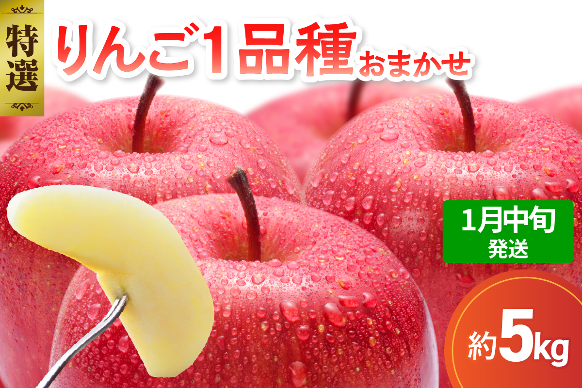 【2026年1月中旬発送】※12月末まで受付※【特選】 旬の美味しい りんご 約5kg 青森産 【おまかせ1品種】