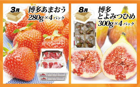 【定期便】福岡県ブランドフルーツ定期便（年４回） ブランド いちご いちじく みかん 柿 大人気 NO1 限定品 高級 フルーツ 果物 くだもの 特別 冷蔵 プレゼント 九州 福岡 宮若市 ふるさと納