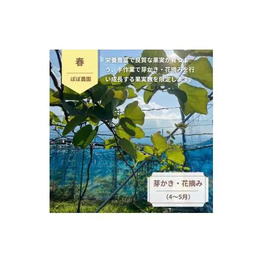 ＜10月下旬以降発送＞【ぽぽ農園】レインボーレッドキウイ（四国中央市産レインボーレッド） M サイズ 約850g（9個～11個）